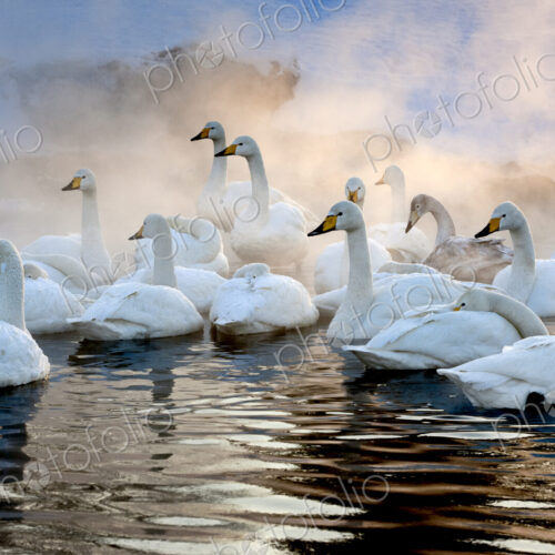 Whooper swans, Hokkaido, Japan Whooper swans, Hokkaido, Japan
