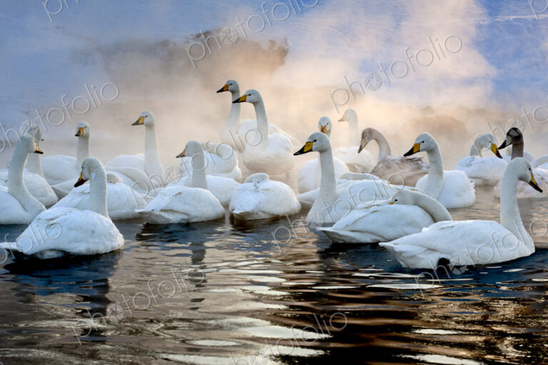 Whooper swans, Hokkaido, Japan