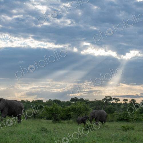 Wide angle shot of elephants, Loxodonta africana, grazing. Wide angle shot of elephants, Loxodonta africana, grazing.