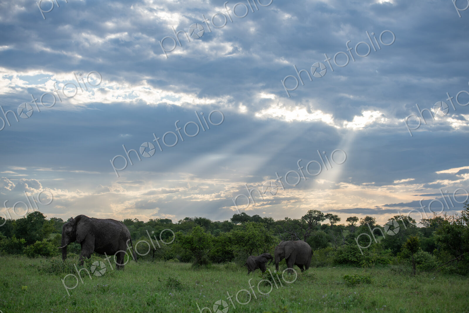 Wide angle shot of elephants, Loxodonta africana, grazing.