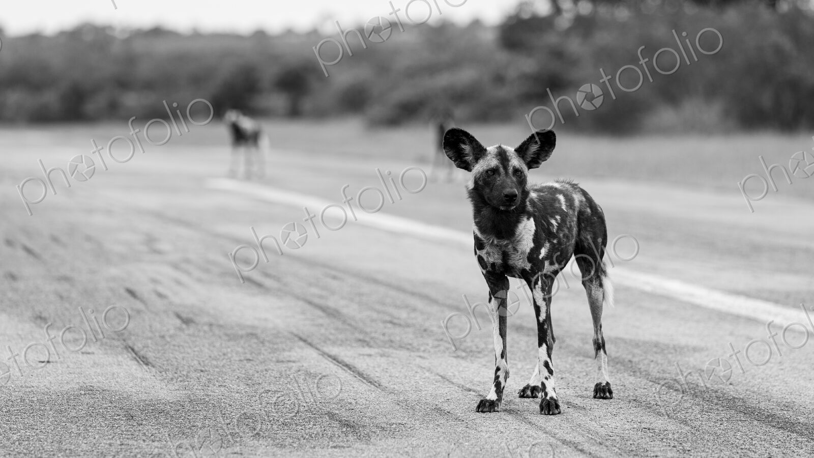 Wild Dog, Lycaon pictus, Adult & Group. Black and white portrait of a dog standing on…