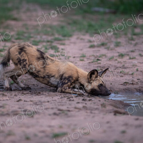 Wild Dog, Lycaon pictus, Adult. A wild dog is crouched at the edge of a waterhole… Wild Dog, Lycaon pictus, Adult. A wild dog is crouched at the edge of a waterhole…
