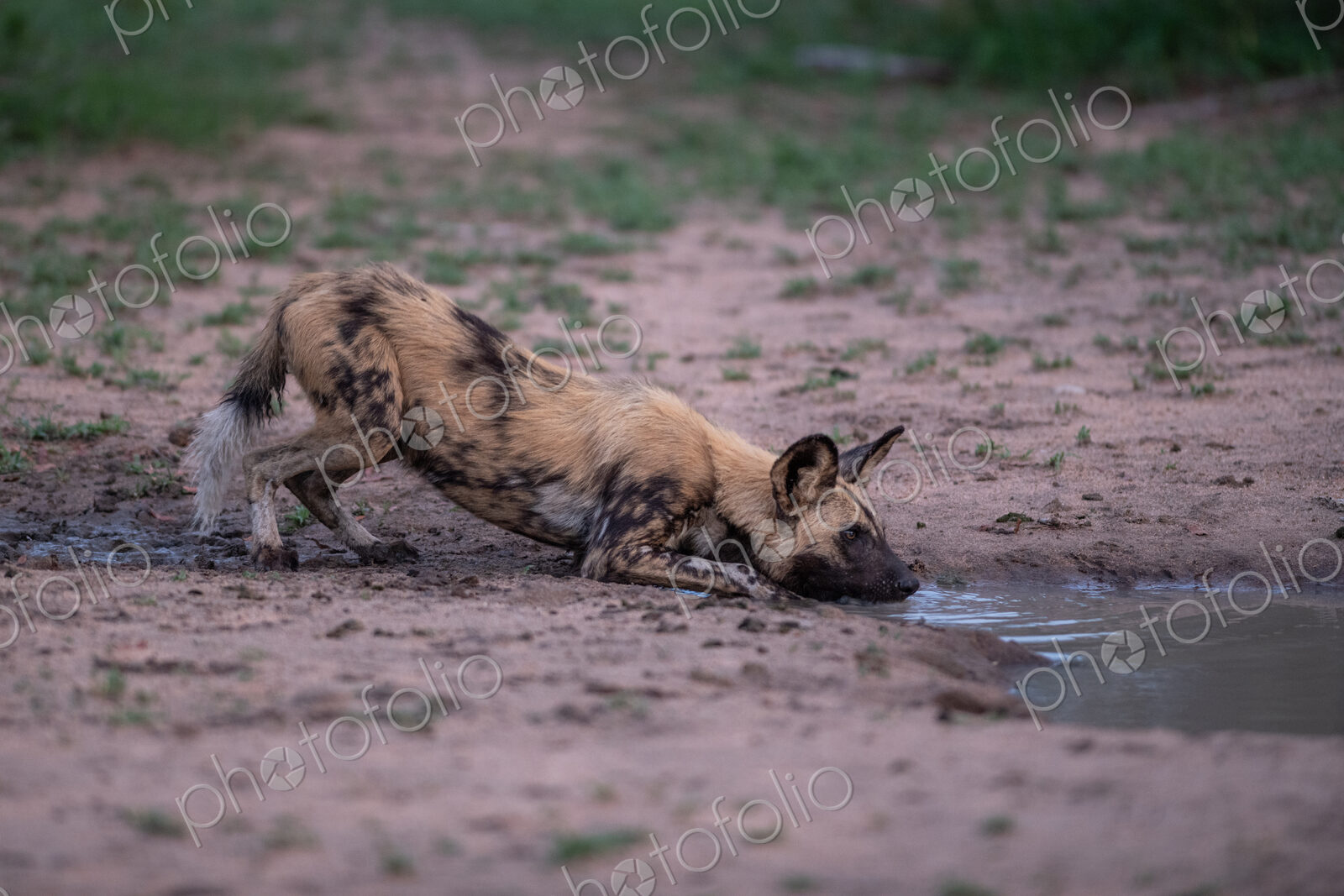 Wild Dog, Lycaon pictus, Adult. A wild dog is crouched at the edge of a waterhole…