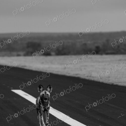 Wild Dog, Lycaon pictus, Adult. Black and white vertical shot of a wild dog running…