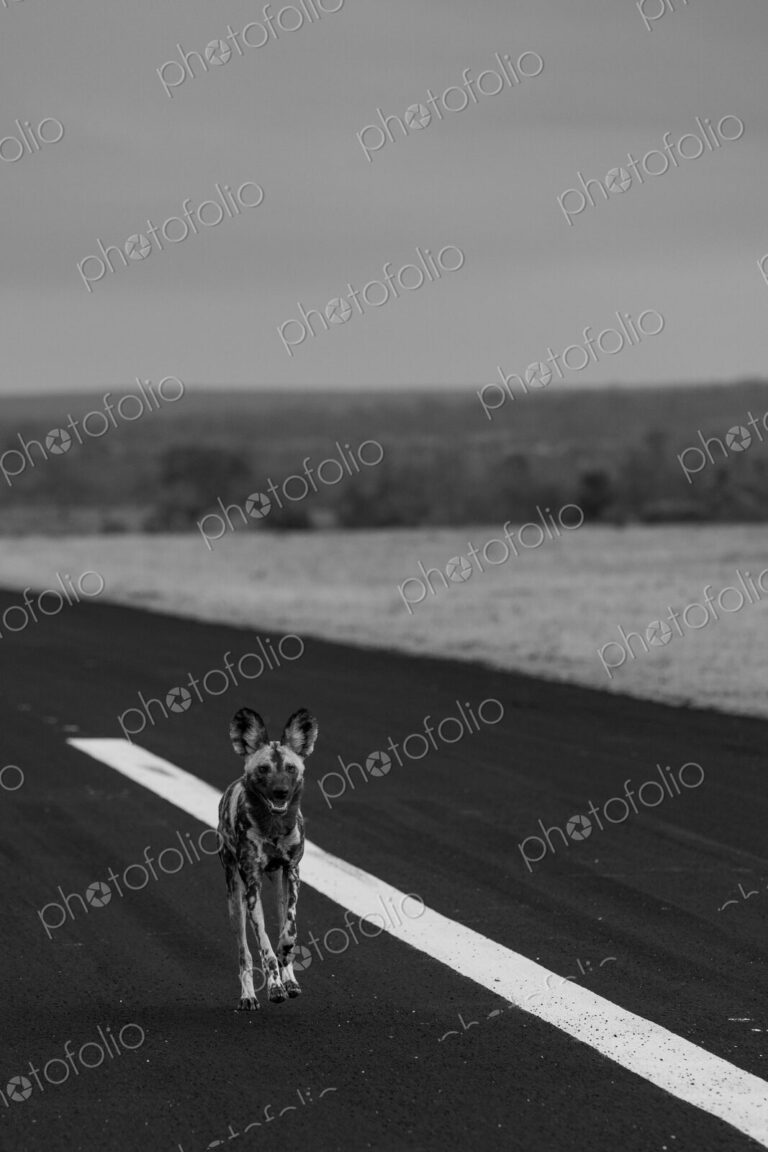 Wild Dog, Lycaon pictus, Adult. Black and white vertical shot of a wild dog running…