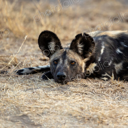Wild Dog, Lycaon pictus, Adult. Close-up of a wild dog lying low in dry grass,…