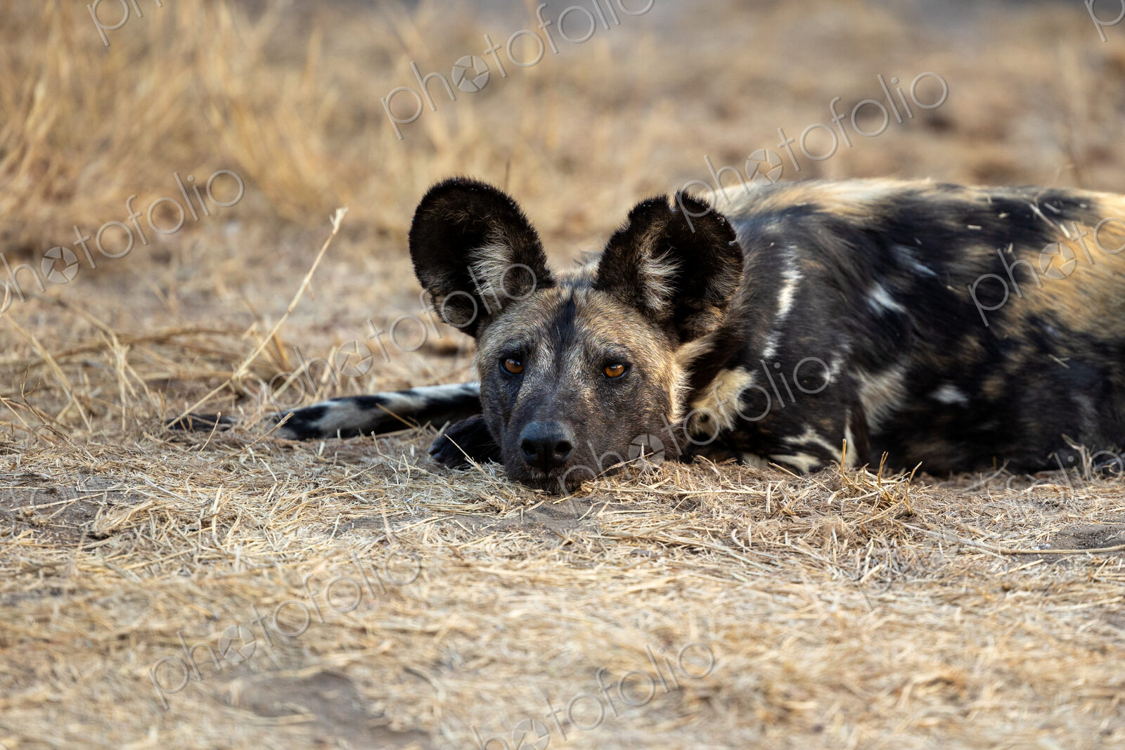 Wild Dog, Lycaon pictus, Adult. Close-up of a wild dog lying low in dry grass,…
