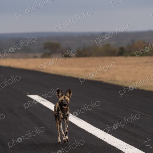 Wild Dog, Lycaon pictus, Adult. Running directly toward the camera down the center of… Wild Dog, Lycaon pictus, Adult. Running directly toward the camera down the center of…