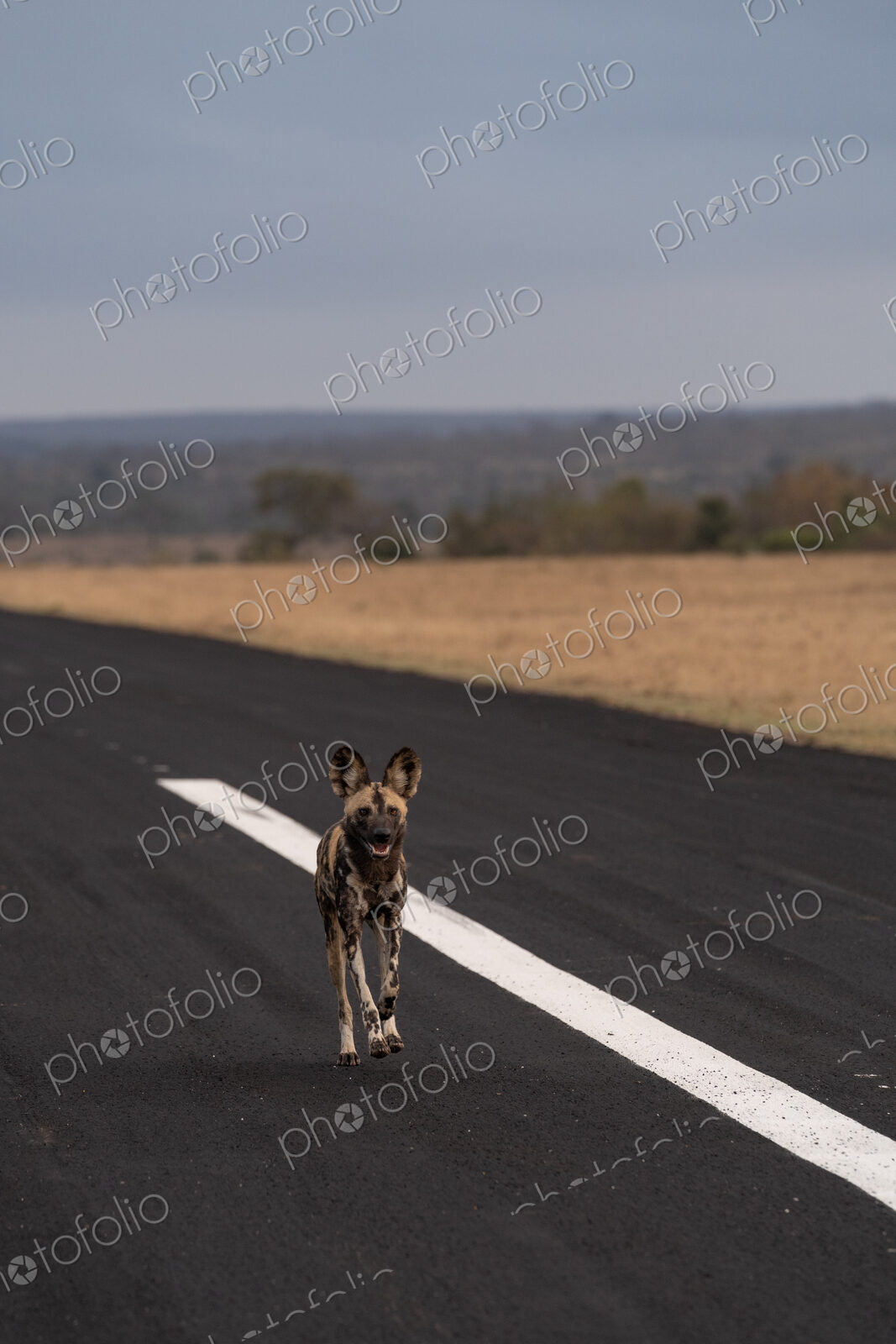 Wild Dog, Lycaon pictus, Adult. Running directly toward the camera down the center of…