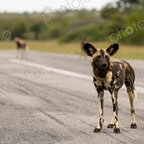 Wild Dog, Lycaon pictus, Adult. Standing alert in the middle of an asphalt airstrip… Wild Dog, Lycaon pictus, Adult. Standing alert in the middle of an asphalt airstrip…
