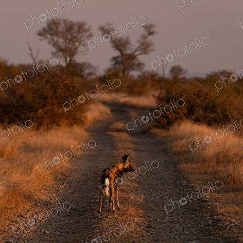 Wild Dog, Lycaon pictus, Adult. Standing on a dirt track during sunset, looking back… Wild Dog, Lycaon pictus, Adult. Standing on a dirt track during sunset, looking back…