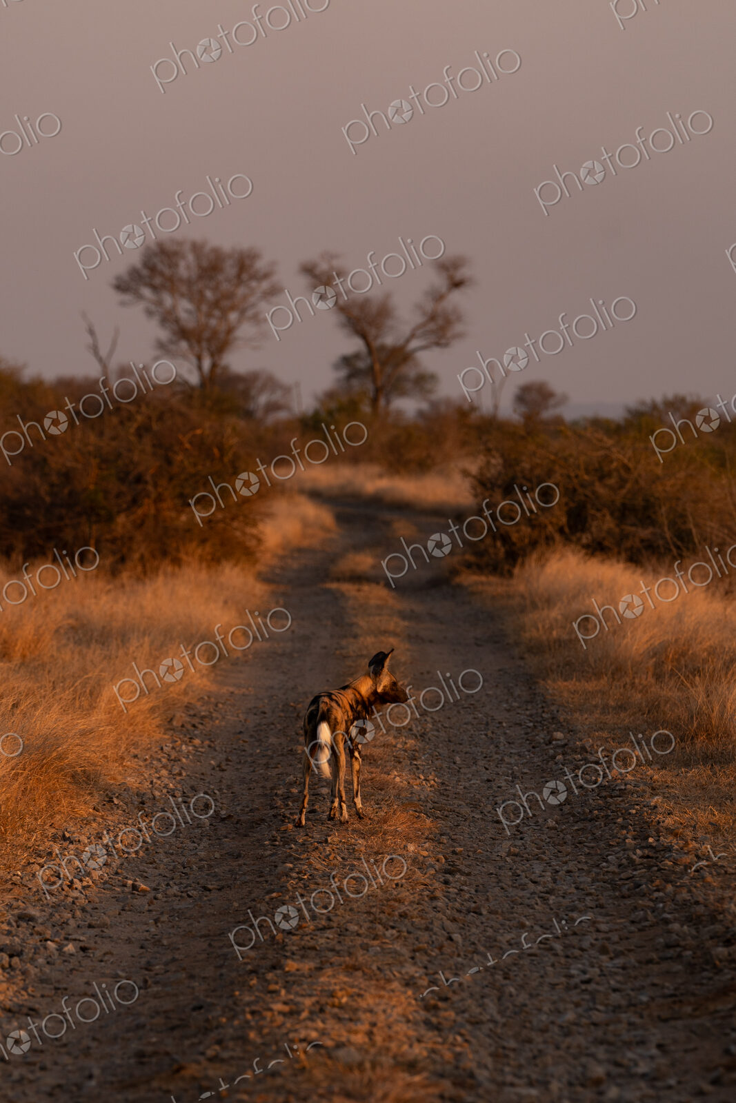 Wild Dog, Lycaon pictus, Adult. Standing on a dirt track during sunset, looking back…
