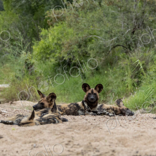 Wild Dog, Lycaon pictus, Group. A pack of wild dogs are resting and lying down…