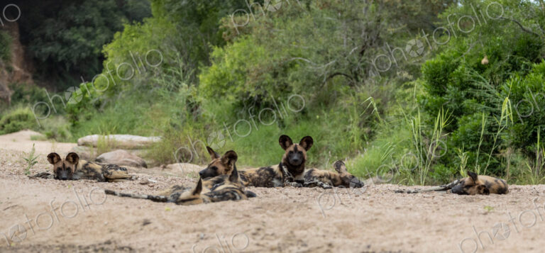 Wild Dog, Lycaon pictus, Group. A pack of wild dogs are resting and lying down…