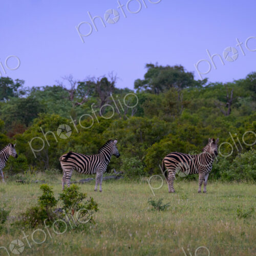 Wild Dog, Lycaon pictus, & Zebra, Equus quagga, Group. A standoff between a wild dog… Wild Dog, Lycaon pictus, & Zebra, Equus quagga, Group. A standoff between a wild dog…