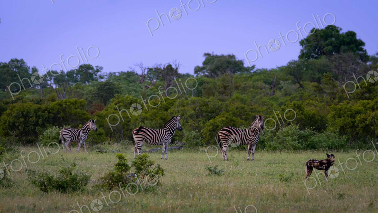 Wild Dog, Lycaon pictus, & Zebra, Equus quagga, Group. A standoff between a wild dog…