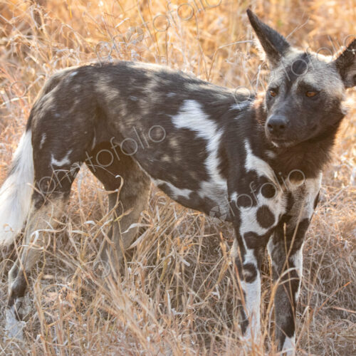 Wild Dog, Lycaon pictus, close-up portrait. Wild Dog, Lycaon pictus, close-up portrait.