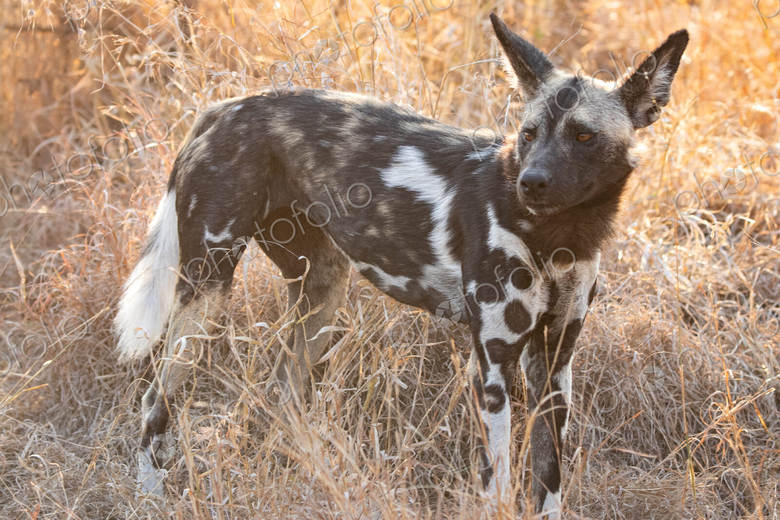 Wild Dog, Lycaon pictus, close-up portrait.