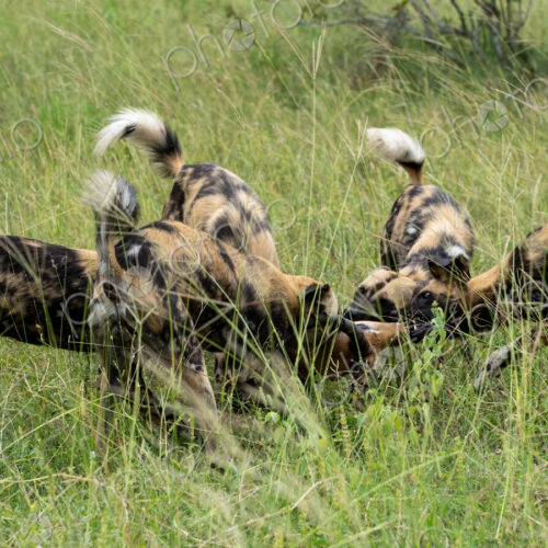 Wild Dog, Lycaon pictus, pack feeding on a kill in the wild. Wild Dog, Lycaon pictus, pack feeding on a kill in the wild.