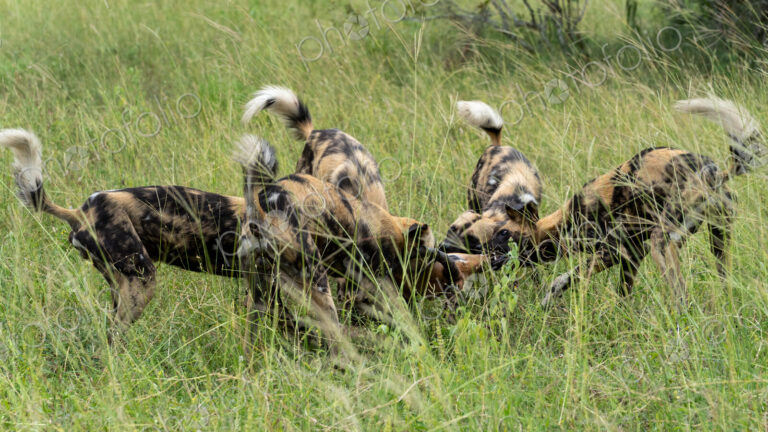Wild Dog, Lycaon pictus, pack feeding on a kill in the wild.