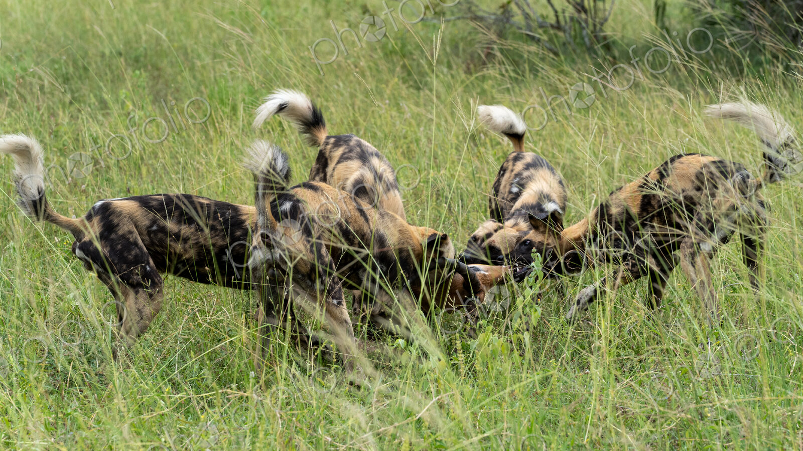 Wild Dog, Lycaon pictus, pack feeding on a kill in the wild.