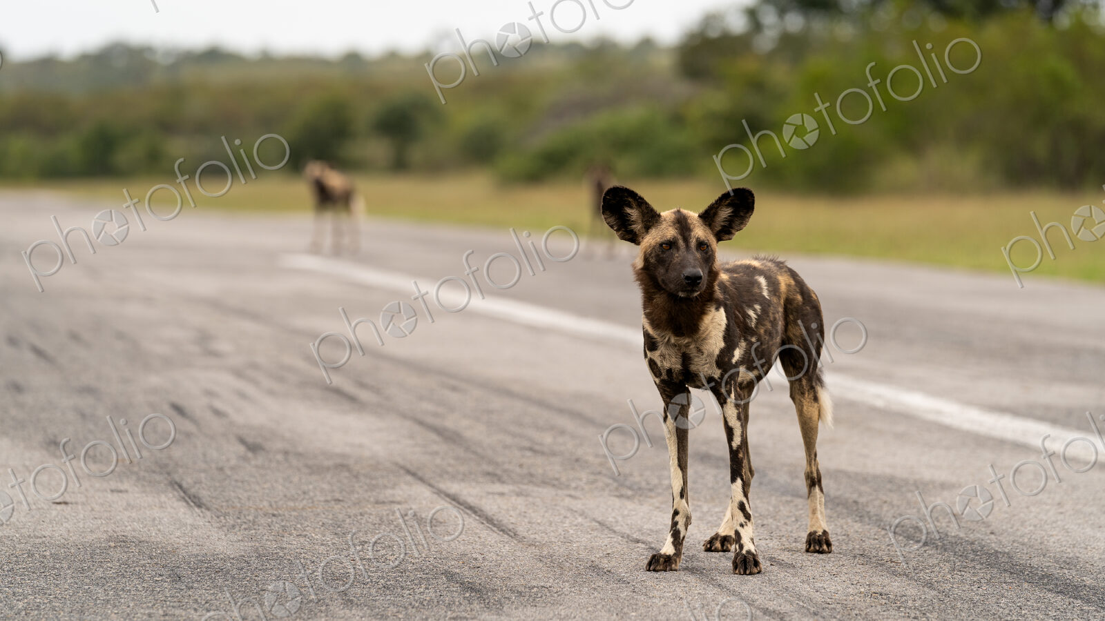 Wild Dog, Lycaon pictus, standing on an airstrip.