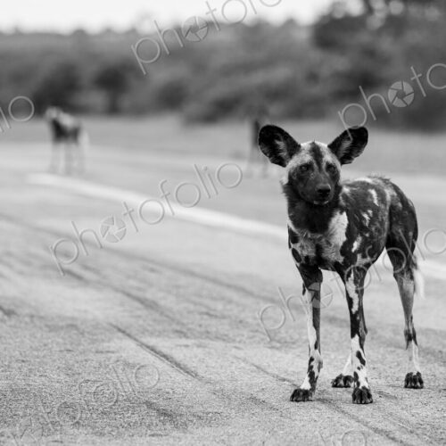 Wild Dog, Lycaon pictus, standing on an airstrip, in black and white. Wild Dog, Lycaon pictus, standing on an airstrip, in black and white.