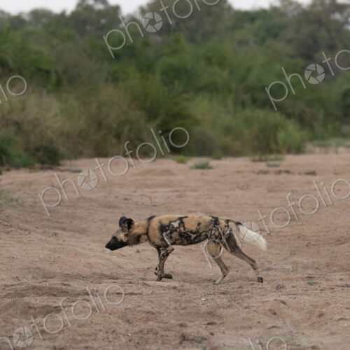 Wild Dog, Lycaon pictus, walking in a riverbed. Wild Dog, Lycaon pictus, walking in a riverbed.