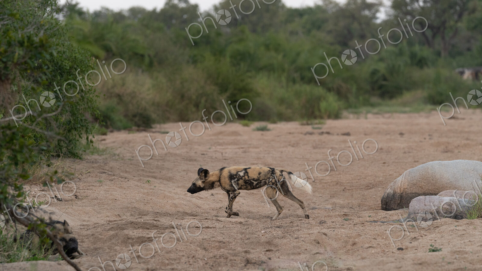 Wild Dog, Lycaon pictus, walking in a riverbed.