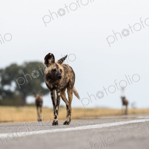 Wild Dog, Lycaon pictus, walking on an airstrip. Wild Dog, Lycaon pictus, walking on an airstrip.