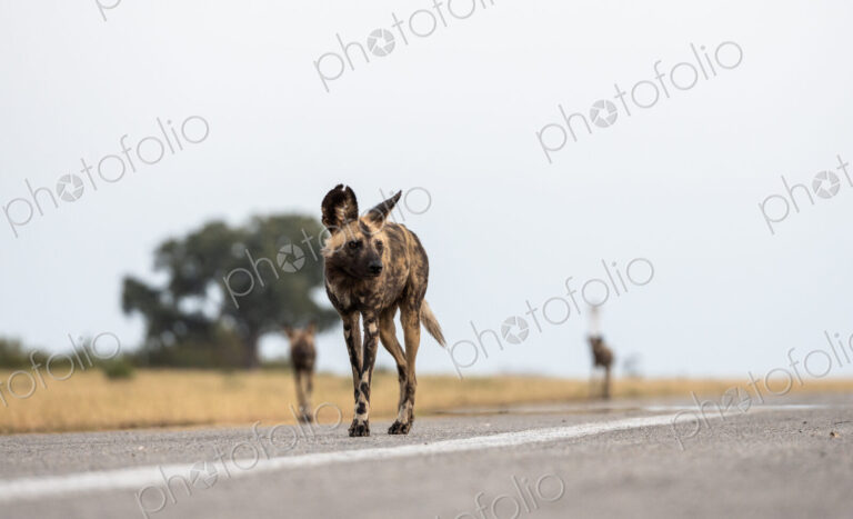 Wild Dog, Lycaon pictus, walking on an airstrip.