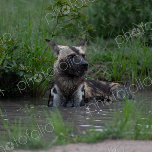 Wild Dog, Lycaon pictus, wallowing in a mud pool. Wild Dog, Lycaon pictus, wallowing in a mud pool.