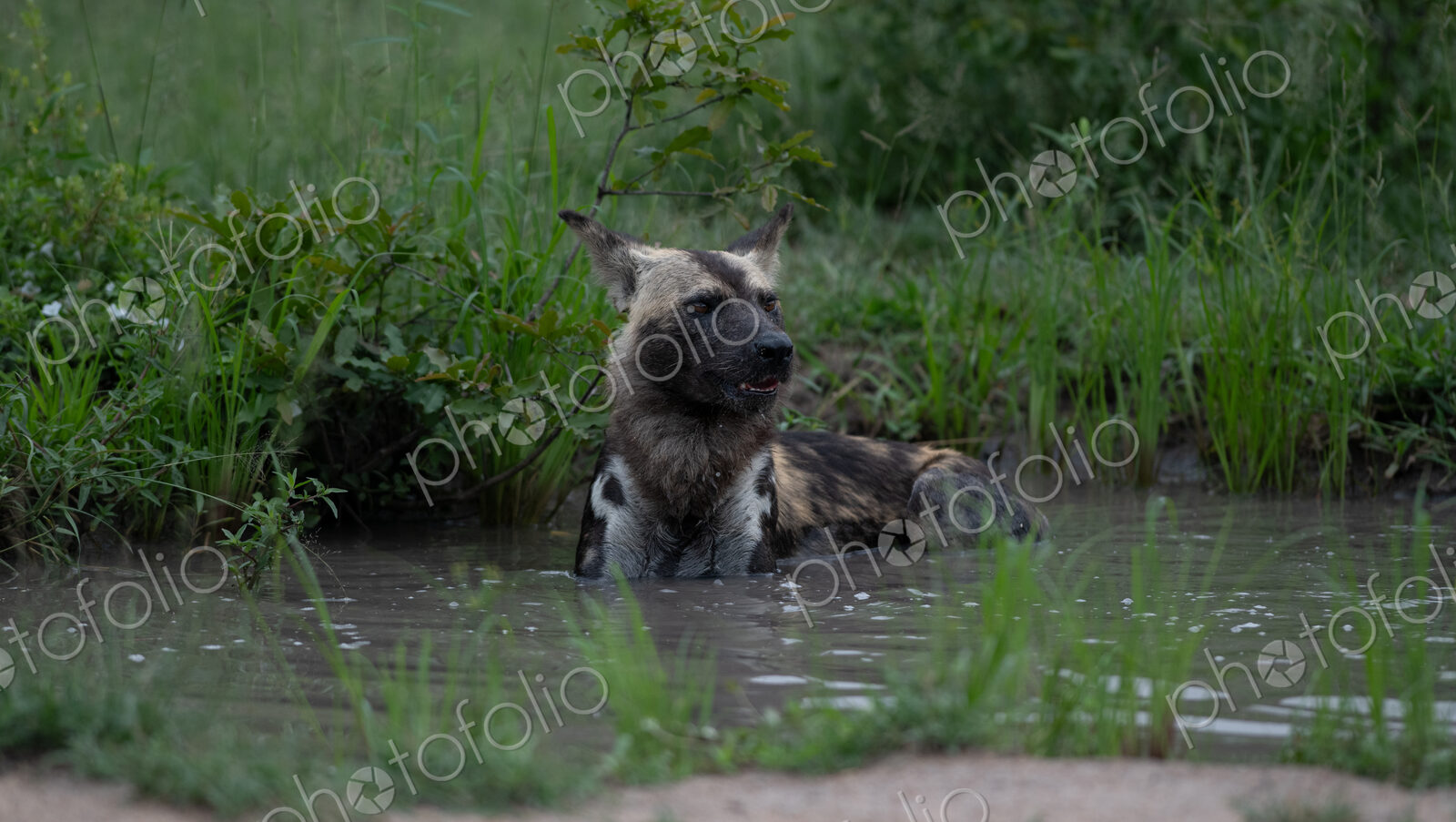 Wild Dog, Lycaon pictus, wallowing in a mud pool.