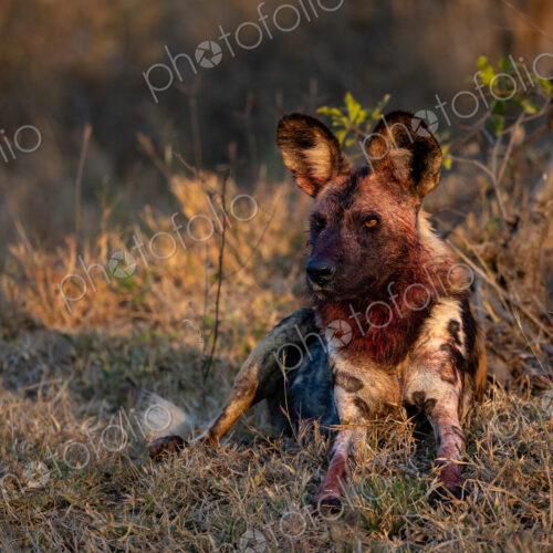 Wild Dog, Lycaon pictus, with blood on face from meal.