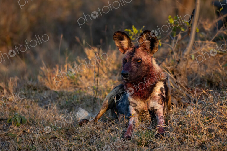 Wild Dog, Lycaon pictus, with blood on face from meal.