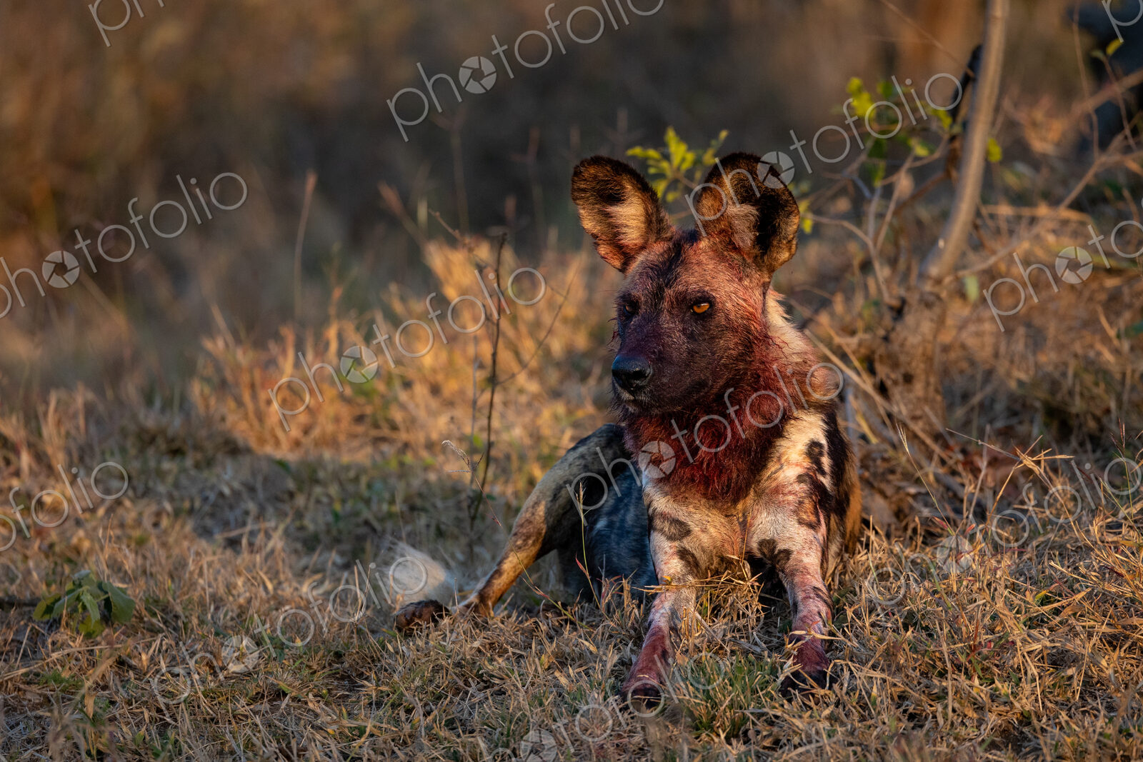 Wild Dog, Lycaon pictus, with blood on face from meal.