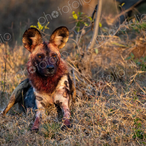 Wild Dog, Lycaon pictus, with blood on face from meal. Wild Dog, Lycaon pictus, with blood on face from meal.