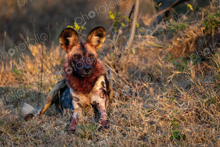 Wild Dog, Lycaon pictus, with blood on face from meal.