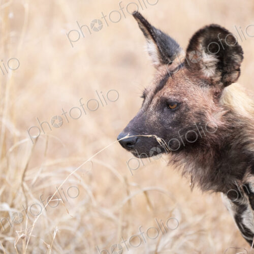 Wild Dog, Lycaon pictus, with blood on face from meal. Wild Dog, Lycaon pictus, with blood on face from meal.