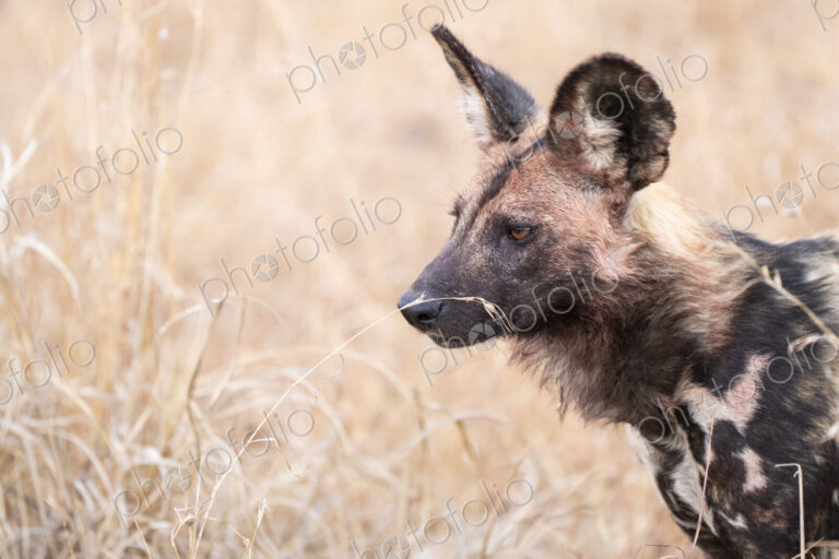 Wild Dog, Lycaon pictus, with blood on face from meal.