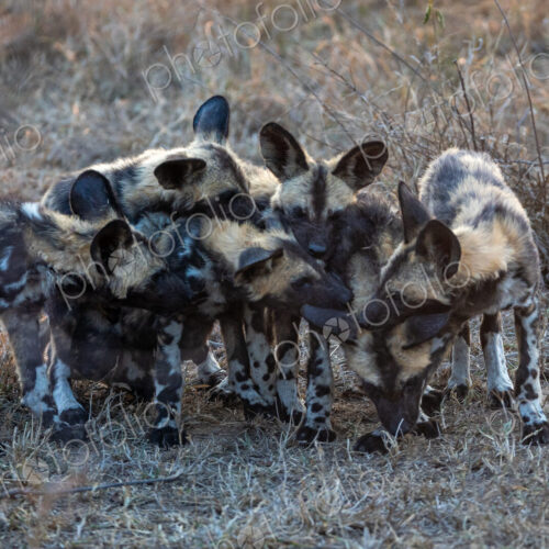 Wild Dog Pups, Lycaon pictus, playfighting.