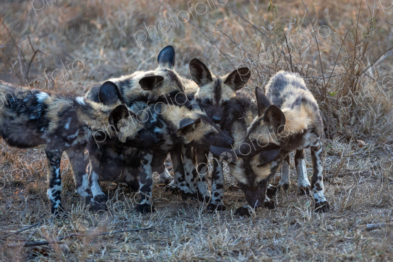 Wild Dog Pups, Lycaon pictus, playfighting.