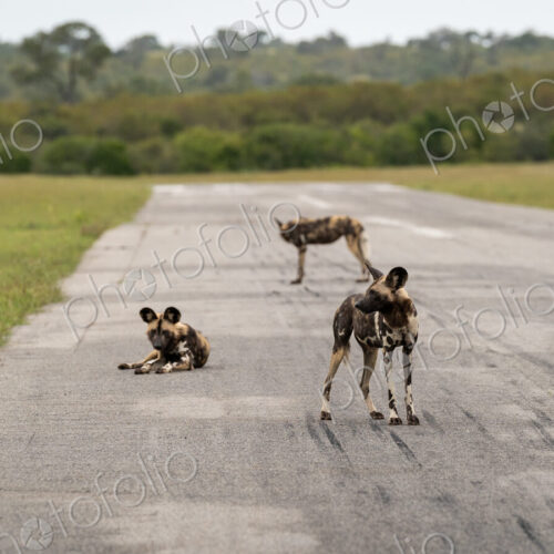 Wild Dog pack, Lycaon pictus, on an airstrip. Wild Dog pack, Lycaon pictus, on an airstrip.