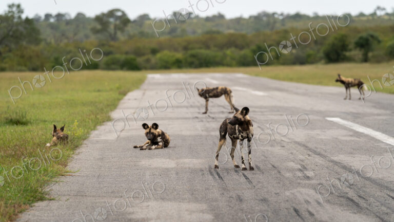 Wild Dog pack, Lycaon pictus, on an airstrip.
