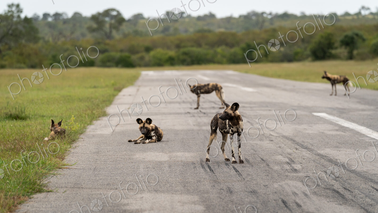 Wild Dog pack, Lycaon pictus, on an airstrip.