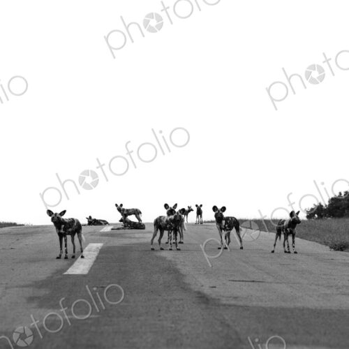Wild Dog pack, Lycaon pictus, on an airstrip, in black and white. Wild Dog pack, Lycaon pictus, on an airstrip, in black and white.