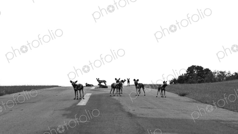 Wild Dog pack, Lycaon pictus, on an airstrip, in black and white.