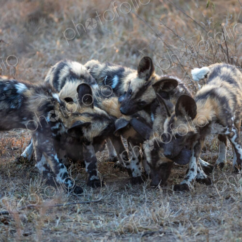 Wild Dog pups, Lycaon pictus, playfighting. Wild Dog pups, Lycaon pictus, playfighting.