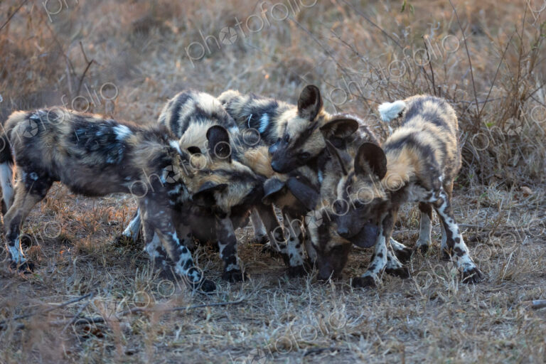 Wild Dog pups, Lycaon pictus, playfighting.