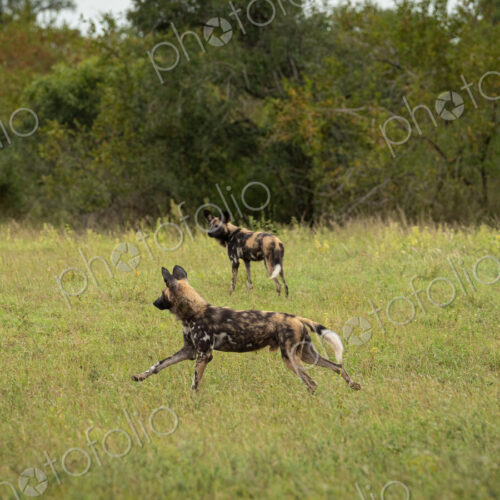 Wild Dogs, Lycaon pictus, running. Wild Dogs, Lycaon pictus, running.